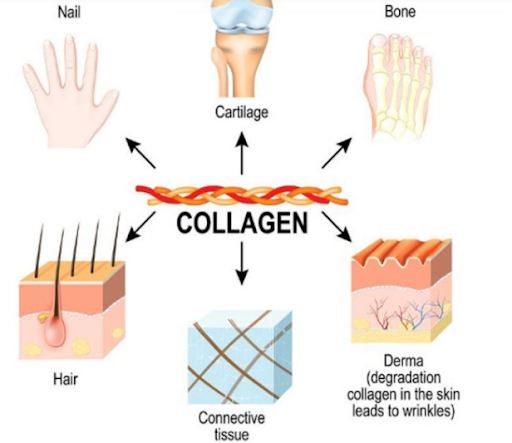 Tìm hiểu xem Collagen là gì?